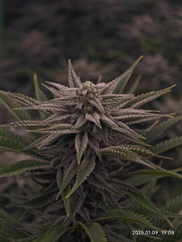 Growreport Bild 14