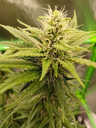 Growreport Bild 12