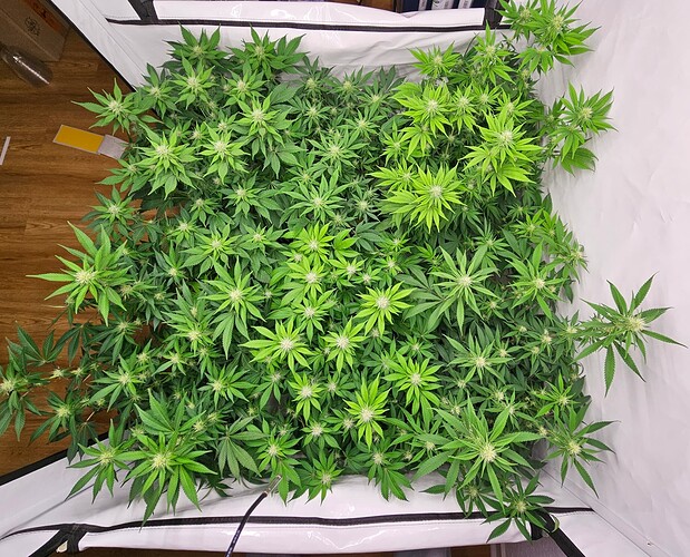 Growreport Bild 3