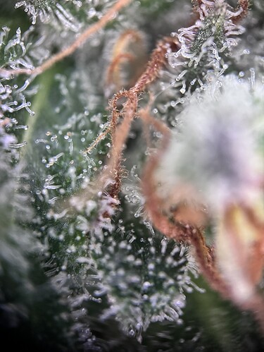 Growreport Bild 11