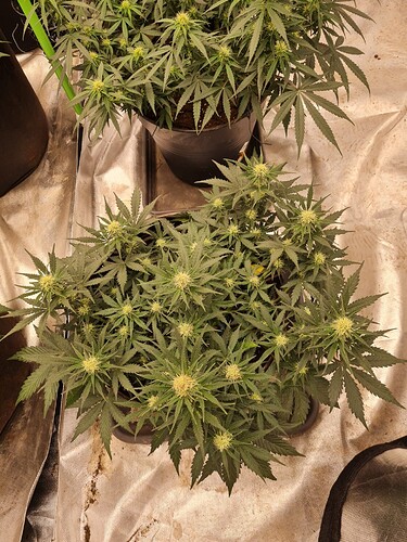 Growreport Bild 14