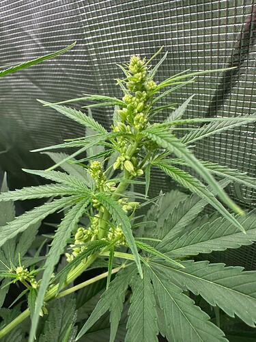 Growreport Bild 1