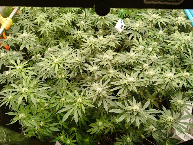 Growreport Bild 5