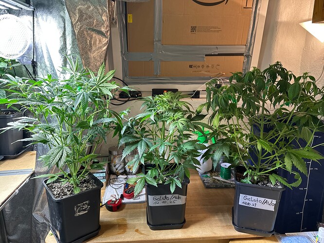 Growreport Bild 2