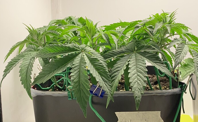 Growreport Bild 28