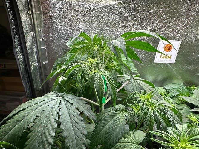 Growreport Bild 71