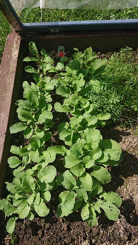 Growreport Bild 13