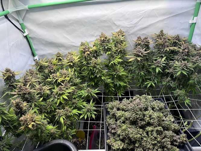 Growreport Bild 21