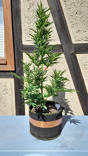 Growreport Bild 8
