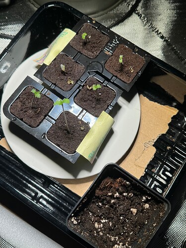 Oben: Black Muffin // Unten: BC