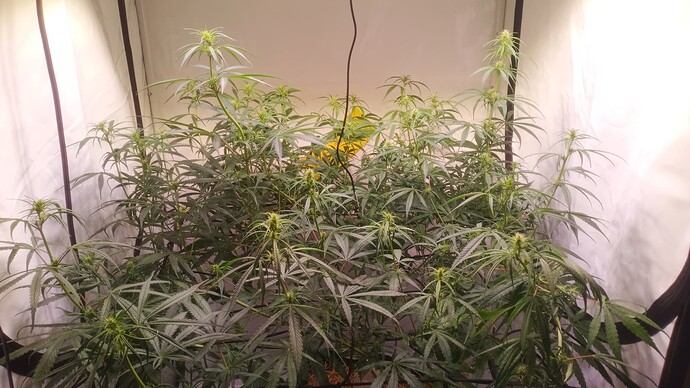 Growreport Bild 3