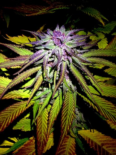 Growreport Bild 6