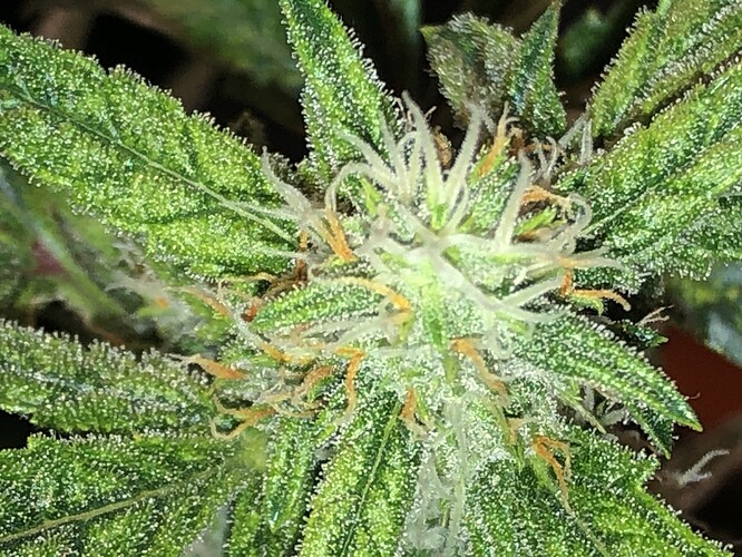 Growreport Bild 7