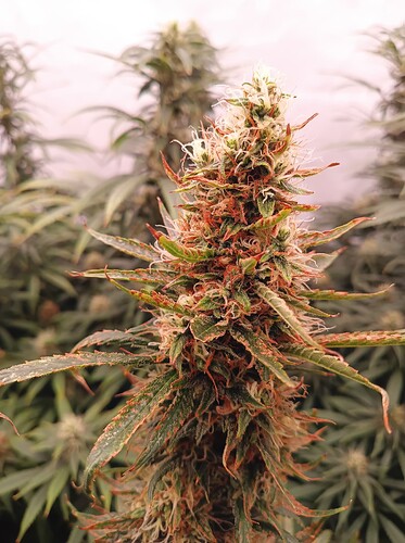 Growreport Bild 31