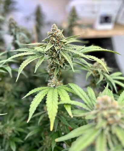 Growreport Bild 6
