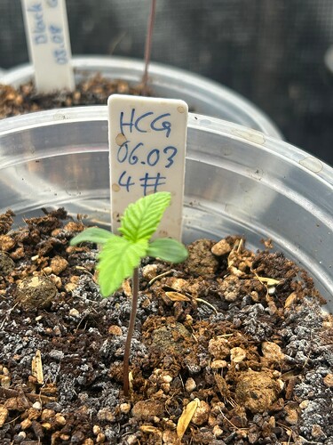 Growreport Bild 19