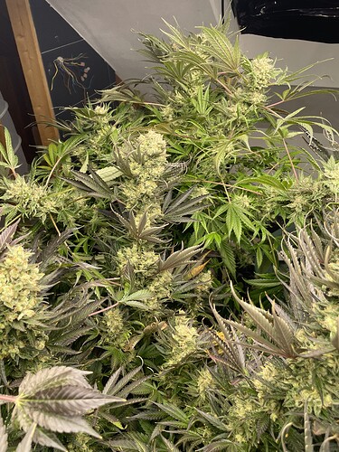 Growreport Bild 4