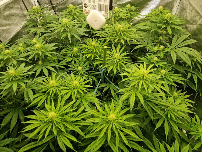 Growreport Bild 9