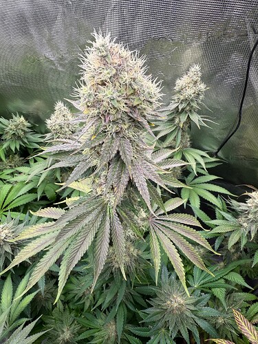 Growreport Bild 13