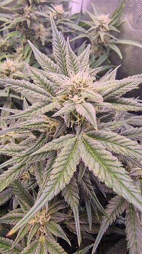 Growreport Bild 3