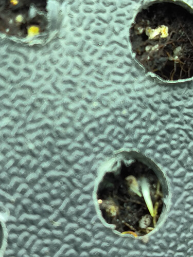 Growreport Bild 1