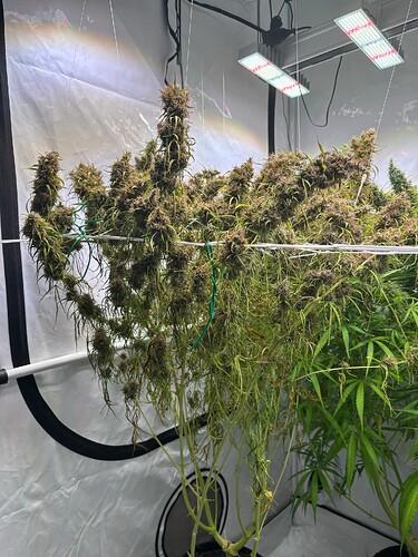 Growreport Bild 9