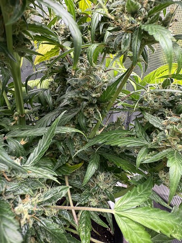 Growreport Bild 28