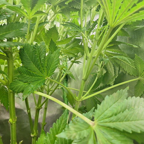 Growreport Bild 8