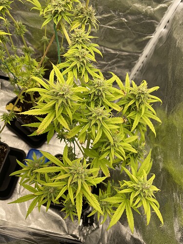 Growreport Bild 6