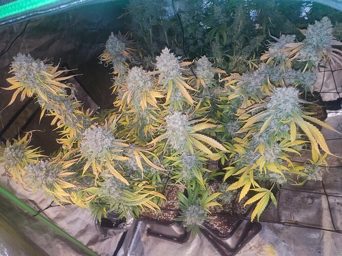 Growreport Bild 25