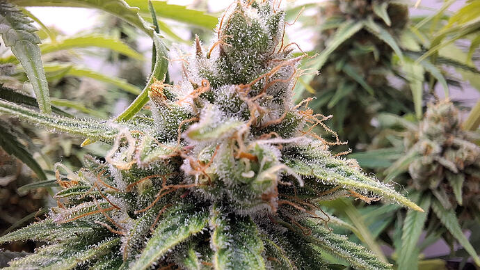 Growreport Bild 335