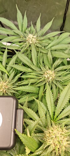 Growreport Bild 50