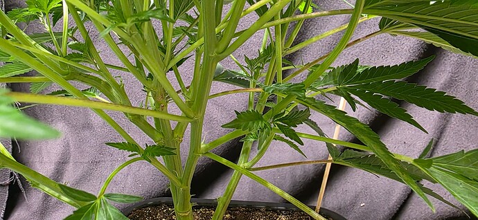 Growreport Bild 84