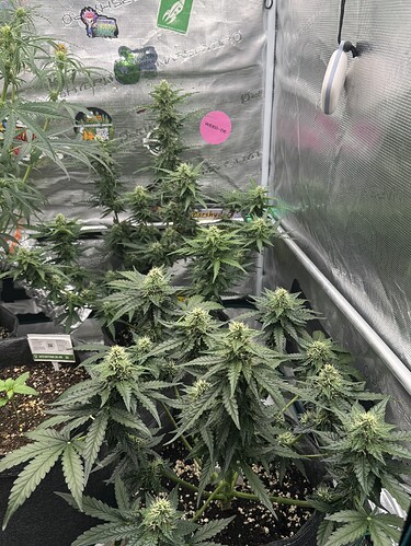 Growreport Bild 5