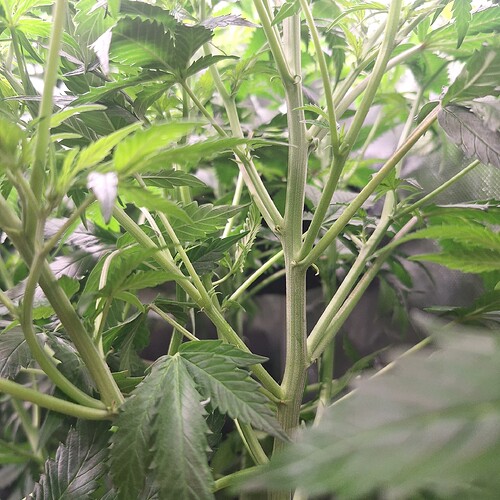Nahaufnahme des Stiels einer Cannabispflanze mit mehreren Verzweigungen und jungen Blättern.