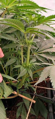 Growreport Bild 5