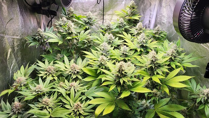 Blick in ein Growzelt mit mehreren blühenden Cannabispflanzen, die unter künstlichem Licht stehen.