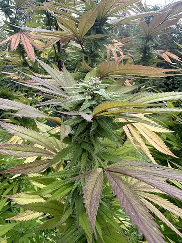 Growreport Bild 5
