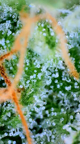 Nahaufnahme von Trichomen auf einer Cannabis-Blüte der Pflanze Alma.