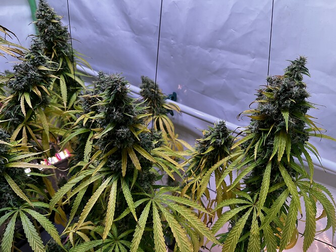 Growreport Bild 6