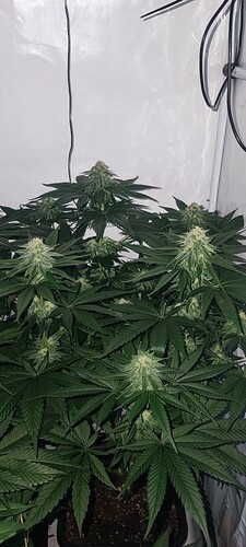 Growreport Bild 1