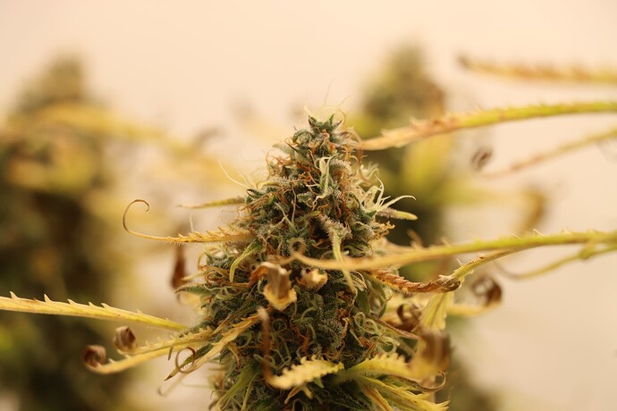 Growreport Bild 1