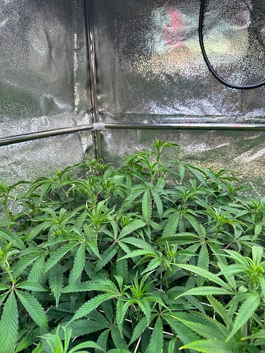 Growreport Bild 60