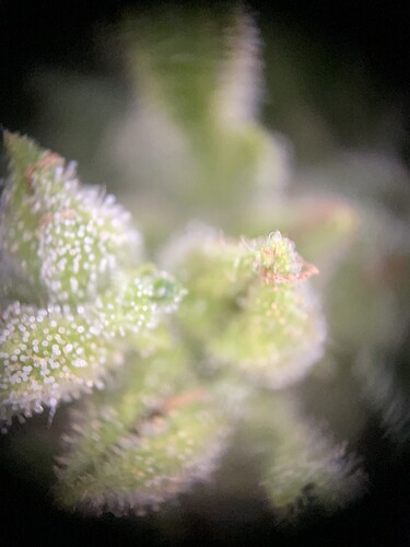 Growreport Bild 28