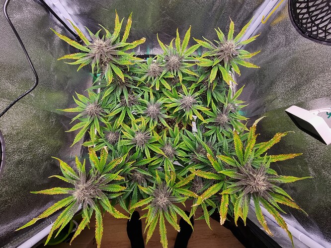 Growreport Bild 4