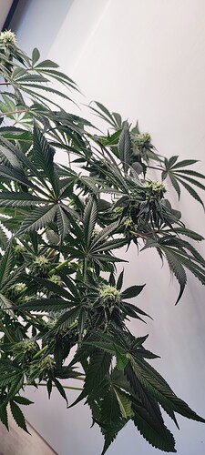 Growreport Bild 16