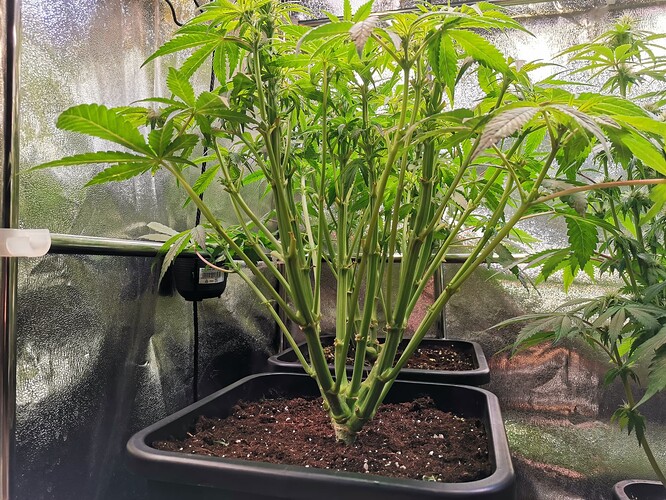 Mix grow BT26 (1)