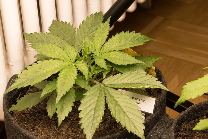 Growreport Bild 9