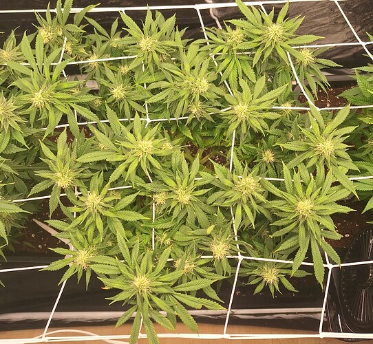 Growreport Bild 9