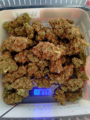 Ein Behälter voller getrockneter Cannabis-Buds, die auf einer digitalen Waage liegen. Die Waage zeigt 87,75 an.